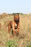 RODESIAN RIDGEBACK 008